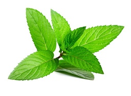 Peppermint Fragrance Oil